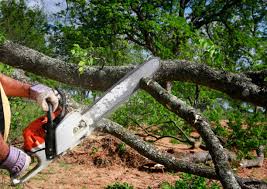 How Our Tree Care Process Works  in  Lower Grand Lagoon, FL